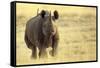 Black Rhinoceros (Diceros bicornis) adult male, charging, Etosha , Namibia-Andrew Forsyth-Framed Stretched Canvas