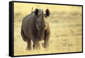 Black Rhinoceros (Diceros bicornis) adult male, charging, Etosha , Namibia-Andrew Forsyth-Framed Stretched Canvas