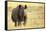 Black Rhinoceros (Diceros bicornis) adult male, charging, Etosha , Namibia-Andrew Forsyth-Framed Stretched Canvas