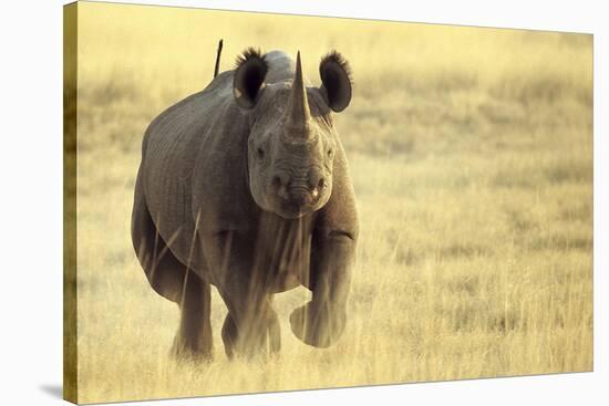 Black Rhinoceros (Diceros bicornis) adult male, charging, Etosha , Namibia-Andrew Forsyth-Stretched Canvas