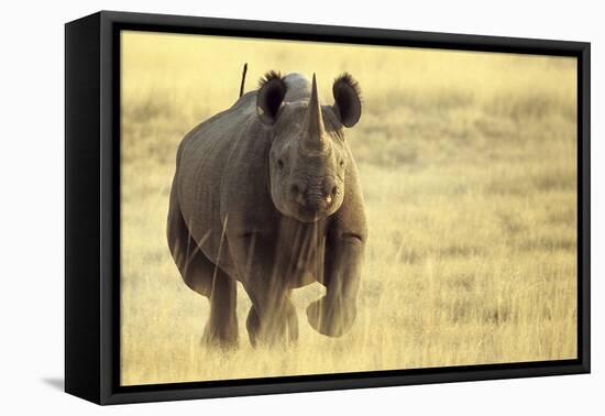 Black Rhinoceros (Diceros bicornis) adult male, charging, Etosha , Namibia-Andrew Forsyth-Framed Stretched Canvas