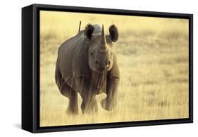 Black Rhinoceros (Diceros bicornis) adult male, charging, Etosha , Namibia-Andrew Forsyth-Framed Stretched Canvas