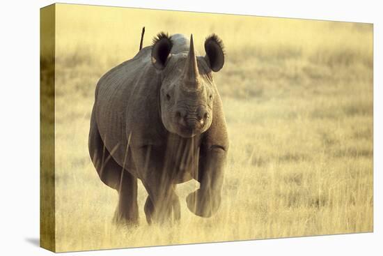 Black Rhinoceros (Diceros bicornis) adult male, charging, Etosha , Namibia-Andrew Forsyth-Stretched Canvas