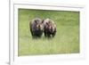 Black Rhinoceros Diceros Bicornis Michaeli in Captivity-Veneratio-Framed Photographic Print
