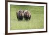 Black Rhinoceros Diceros Bicornis Michaeli in Captivity-Veneratio-Framed Photographic Print