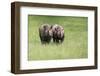 Black Rhinoceros Diceros Bicornis Michaeli in Captivity-Veneratio-Framed Photographic Print