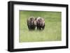 Black Rhinoceros Diceros Bicornis Michaeli in Captivity-Veneratio-Framed Photographic Print