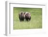 Black Rhinoceros Diceros Bicornis Michaeli in Captivity-Veneratio-Framed Photographic Print