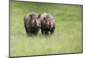 Black Rhinoceros Diceros Bicornis Michaeli in Captivity-Veneratio-Mounted Photographic Print