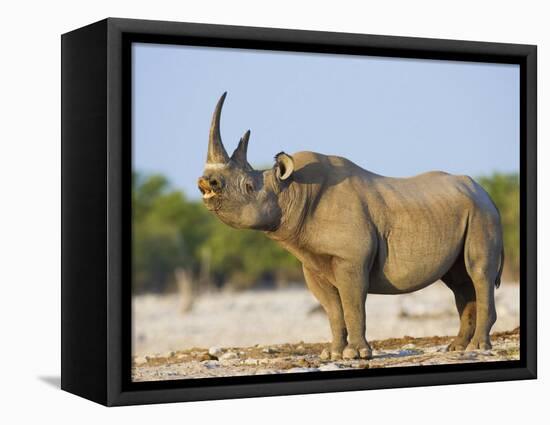 Black Rhinoceros, Flehmen Response, Etosha National Park, Namibia-Tony Heald-Framed Stretched Canvas