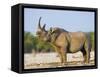 Black Rhinoceros, Flehmen Response, Etosha National Park, Namibia-Tony Heald-Framed Stretched Canvas