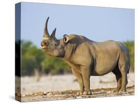 Black Rhinoceros, Flehmen Response, Etosha National Park, Namibia-Tony Heald-Stretched Canvas