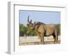 Black Rhinoceros, Flehmen Response, Etosha National Park, Namibia-Tony Heald-Framed Premium Photographic Print