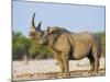 Black Rhinoceros, Flehmen Response, Etosha National Park, Namibia-Tony Heald-Mounted Photographic Print