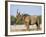 Black Rhinoceros, Flehmen Response, Etosha National Park, Namibia-Tony Heald-Framed Photographic Print