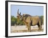 Black Rhinoceros, Flehmen Response, Etosha National Park, Namibia-Tony Heald-Framed Photographic Print