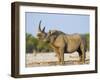 Black Rhinoceros, Flehmen Response, Etosha National Park, Namibia-Tony Heald-Framed Photographic Print