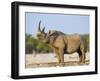 Black Rhinoceros, Flehmen Response, Etosha National Park, Namibia-Tony Heald-Framed Photographic Print