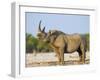 Black Rhinoceros, Flehmen Response, Etosha National Park, Namibia-Tony Heald-Framed Photographic Print