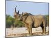 Black Rhinoceros, Flehmen Response, Etosha National Park, Namibia-Tony Heald-Mounted Photographic Print