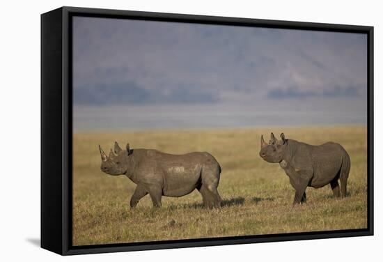 Black Rhinoceros (Hook-Lipped Rhinoceros) (Diceros Bicornis) Pair-James Hager-Framed Stretched Canvas