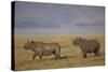 Black Rhinoceros (Hook-Lipped Rhinoceros) (Diceros Bicornis) Pair-James Hager-Stretched Canvas