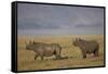 Black Rhinoceros (Hook-Lipped Rhinoceros) (Diceros Bicornis) Pair-James Hager-Framed Stretched Canvas