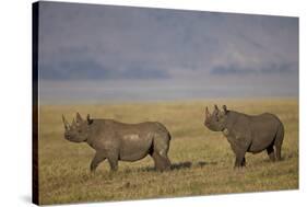 Black Rhinoceros (Hook-Lipped Rhinoceros) (Diceros Bicornis) Pair-James Hager-Stretched Canvas