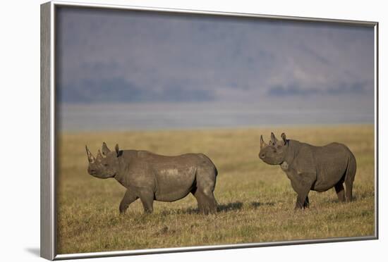 Black Rhinoceros (Hook-Lipped Rhinoceros) (Diceros Bicornis) Pair-James Hager-Framed Photographic Print