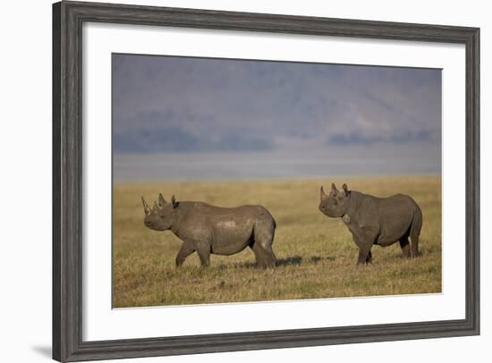 Black Rhinoceros (Hook-Lipped Rhinoceros) (Diceros Bicornis) Pair-James Hager-Framed Photographic Print