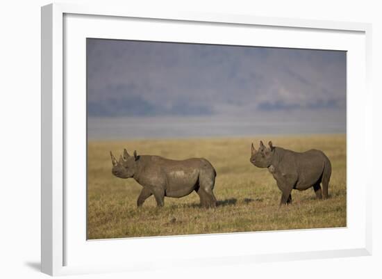 Black Rhinoceros (Hook-Lipped Rhinoceros) (Diceros Bicornis) Pair-James Hager-Framed Photographic Print