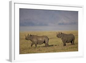 Black Rhinoceros (Hook-Lipped Rhinoceros) (Diceros Bicornis) Pair-James Hager-Framed Photographic Print