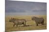 Black Rhinoceros (Hook-Lipped Rhinoceros) (Diceros Bicornis) Pair-James Hager-Mounted Photographic Print