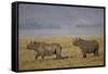 Black Rhinoceros (Hook-Lipped Rhinoceros) (Diceros Bicornis) Pair-James Hager-Framed Stretched Canvas