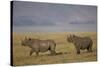 Black Rhinoceros (Hook-Lipped Rhinoceros) (Diceros Bicornis) Pair-James Hager-Stretched Canvas