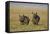 Black Rhinoceros (Hook-Lipped Rhinoceros) (Diceros Bicornis) Pair-James Hager-Framed Stretched Canvas