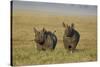 Black Rhinoceros (Hook-Lipped Rhinoceros) (Diceros Bicornis) Pair-James Hager-Stretched Canvas