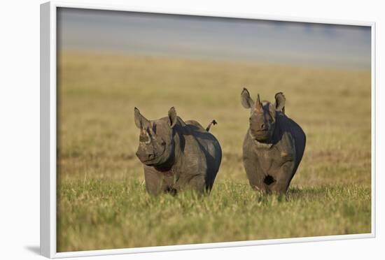 Black Rhinoceros (Hook-Lipped Rhinoceros) (Diceros Bicornis) Pair-James Hager-Framed Photographic Print