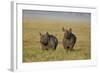 Black Rhinoceros (Hook-Lipped Rhinoceros) (Diceros Bicornis) Pair-James Hager-Framed Photographic Print