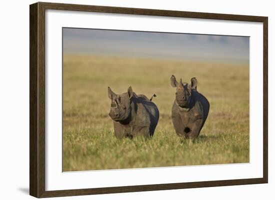 Black Rhinoceros (Hook-Lipped Rhinoceros) (Diceros Bicornis) Pair-James Hager-Framed Photographic Print