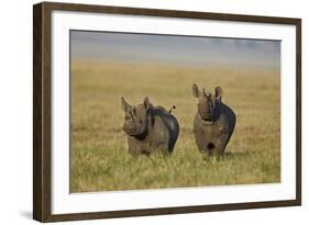 Black Rhinoceros (Hook-Lipped Rhinoceros) (Diceros Bicornis) Pair-James Hager-Framed Photographic Print