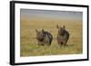 Black Rhinoceros (Hook-Lipped Rhinoceros) (Diceros Bicornis) Pair-James Hager-Framed Photographic Print