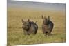 Black Rhinoceros (Hook-Lipped Rhinoceros) (Diceros Bicornis) Pair-James Hager-Mounted Photographic Print