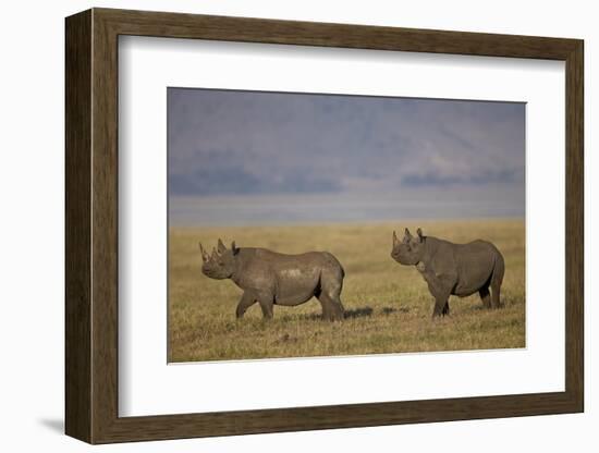 Black Rhinoceros (Hook-Lipped Rhinoceros) (Diceros Bicornis) Pair-James Hager-Framed Photographic Print