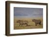 Black Rhinoceros (Hook-Lipped Rhinoceros) (Diceros Bicornis) Pair-James Hager-Framed Photographic Print