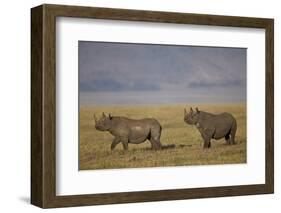 Black Rhinoceros (Hook-Lipped Rhinoceros) (Diceros Bicornis) Pair-James Hager-Framed Photographic Print