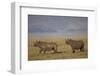 Black Rhinoceros (Hook-Lipped Rhinoceros) (Diceros Bicornis) Pair-James Hager-Framed Photographic Print