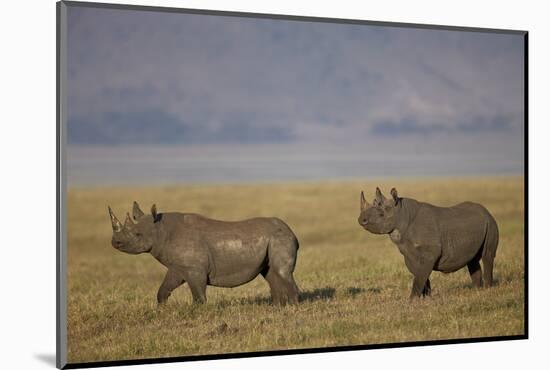 Black Rhinoceros (Hook-Lipped Rhinoceros) (Diceros Bicornis) Pair-James Hager-Mounted Photographic Print