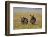 Black Rhinoceros (Hook-Lipped Rhinoceros) (Diceros Bicornis) Pair-James Hager-Framed Premium Photographic Print