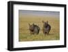 Black Rhinoceros (Hook-Lipped Rhinoceros) (Diceros Bicornis) Pair-James Hager-Framed Premium Photographic Print